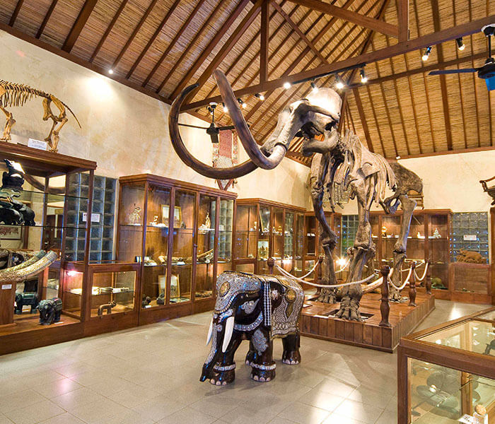Elephant Museum 1 - Mason Adventures (Bali Adventure Tours)
