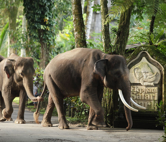 Elephant at Entrance 2 - Mason Adventures (Bali Adventure Tours)