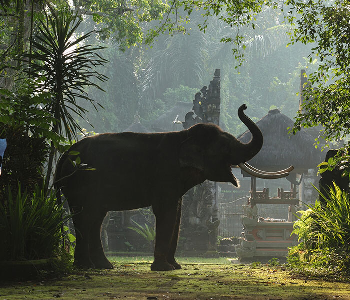 Elephant at Entrance 4 - Mason Adventures (Bali Adventure Tours)
